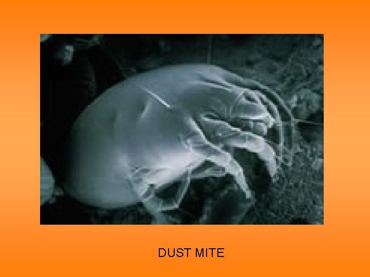 DUST MITE 