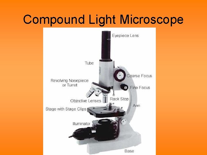 Compound Light Microscope 