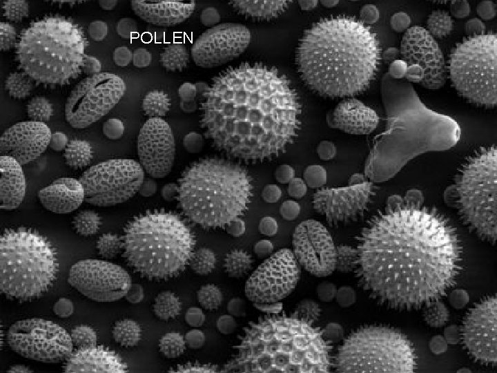 POLLEN 