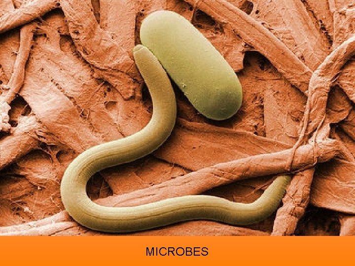 MICROBES 