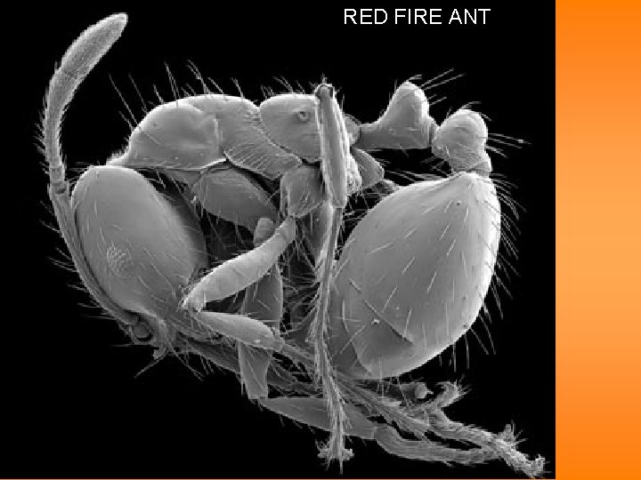 RED FIRE ANT 