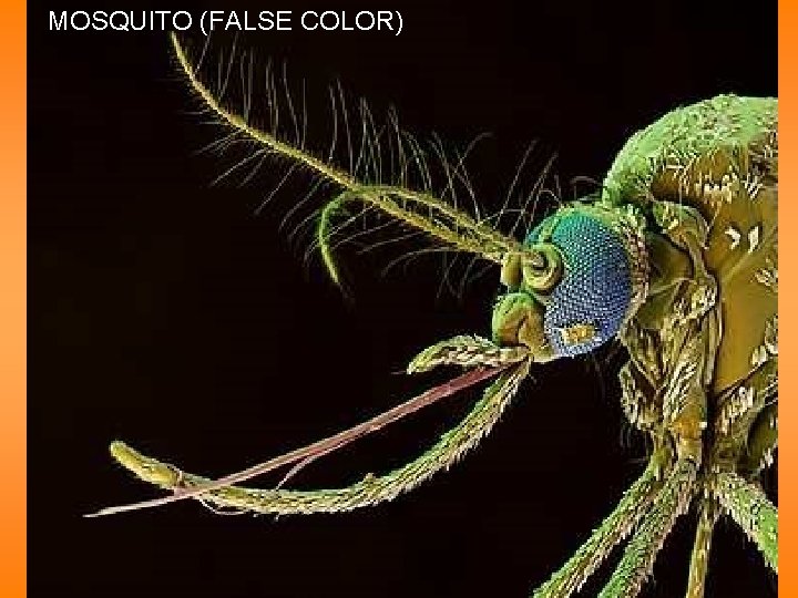 MOSQUITO (FALSE COLOR) 