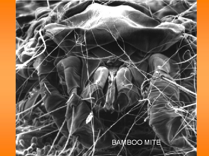 BAMBOO MITE 