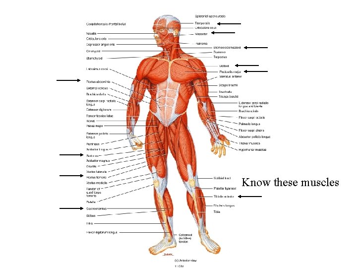 Know these muscles 