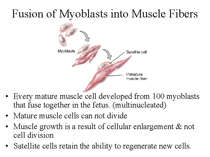 Fusion of Myoblasts into Muscle Fibers • Every mature muscle cell developed from 100