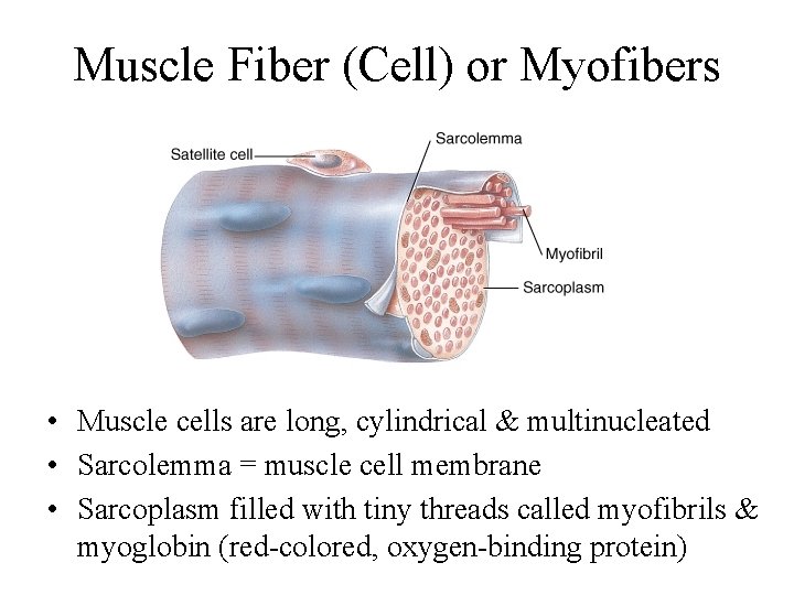 Muscle Fiber (Cell) or Myofibers • Muscle cells are long, cylindrical & multinucleated •