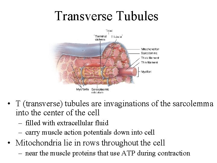 Transverse Tubules • T (transverse) tubules are invaginations of the sarcolemma into the center