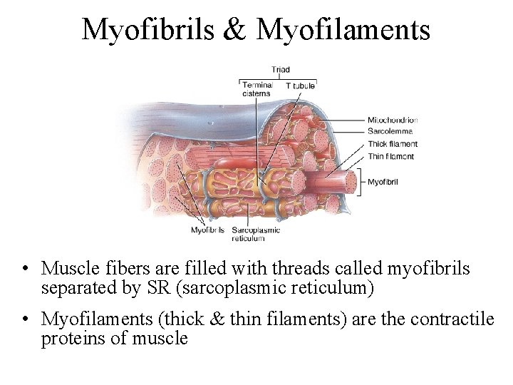 Myofibrils & Myofilaments • Muscle fibers are filled with threads called myofibrils separated by
