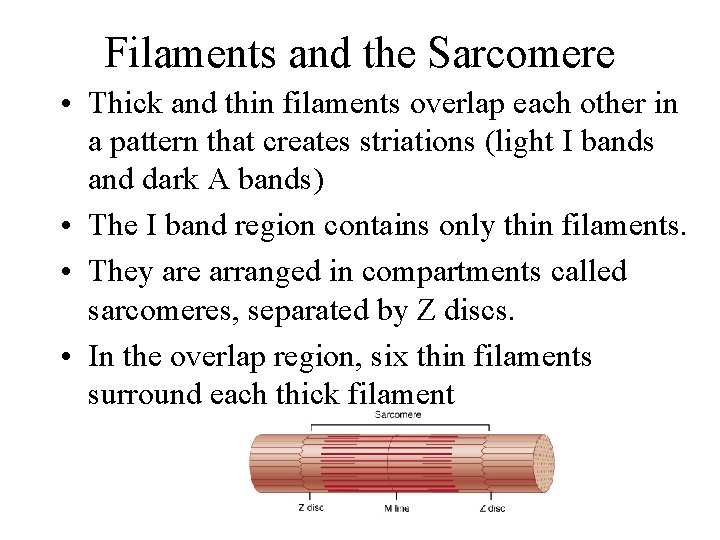 Filaments and the Sarcomere • Thick and thin filaments overlap each other in a