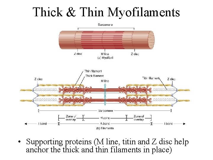 Thick & Thin Myofilaments • Supporting proteins (M line, titin and Z disc help