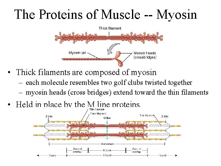 The Proteins of Muscle -- Myosin • Thick filaments are composed of myosin –