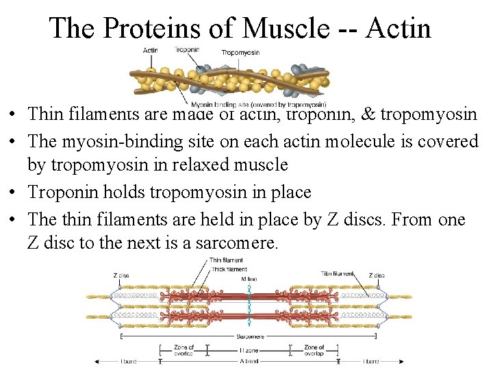 The Proteins of Muscle -- Actin • Thin filaments are made of actin, troponin,