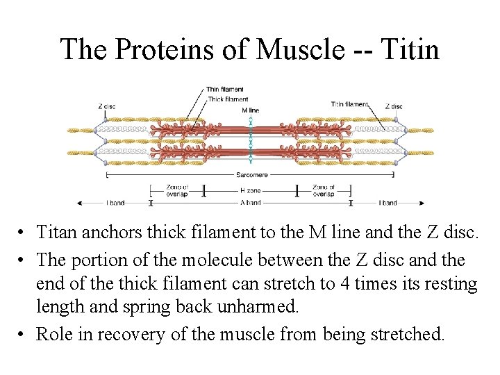 The Proteins of Muscle -- Titin • Titan anchors thick filament to the M