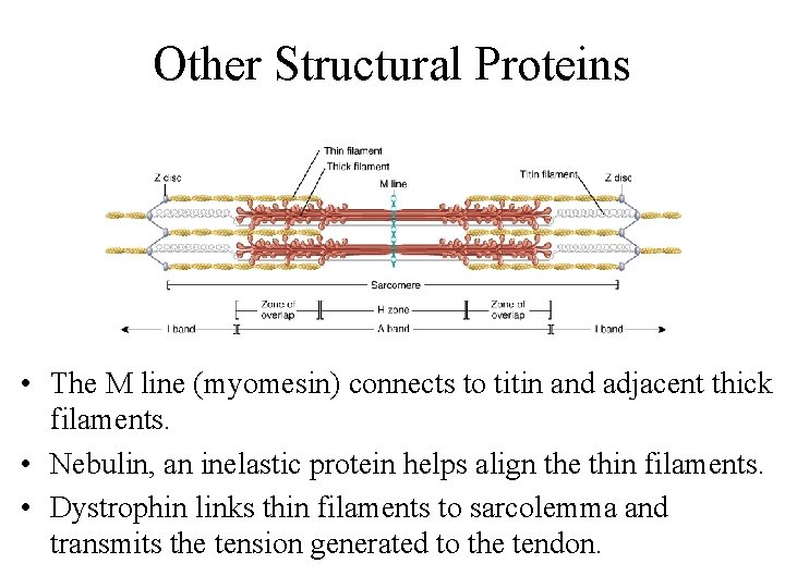 Other Structural Proteins • The M line (myomesin) connects to titin and adjacent thick