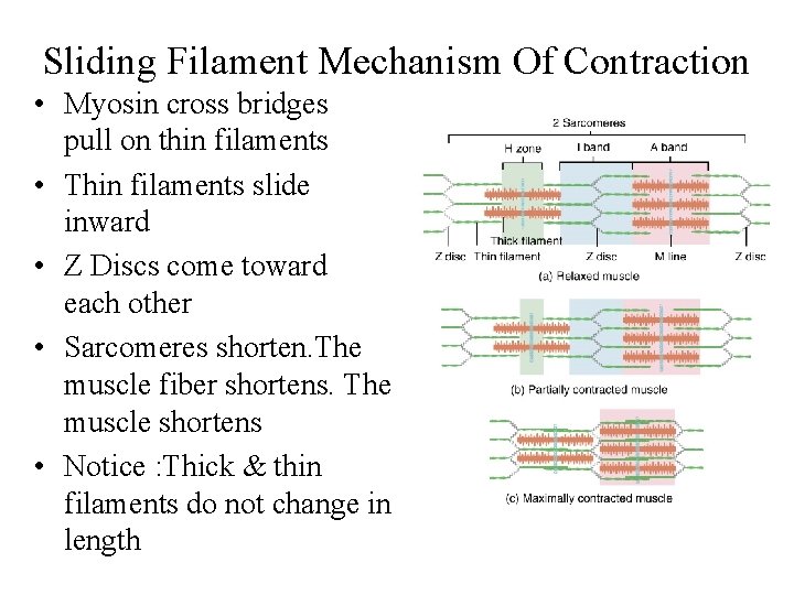 Sliding Filament Mechanism Of Contraction • Myosin cross bridges pull on thin filaments •