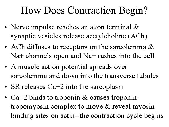 How Does Contraction Begin? • Nerve impulse reaches an axon terminal & synaptic vesicles