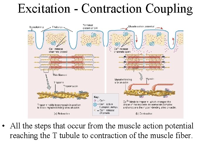 Excitation - Contraction Coupling • All the steps that occur from the muscle action