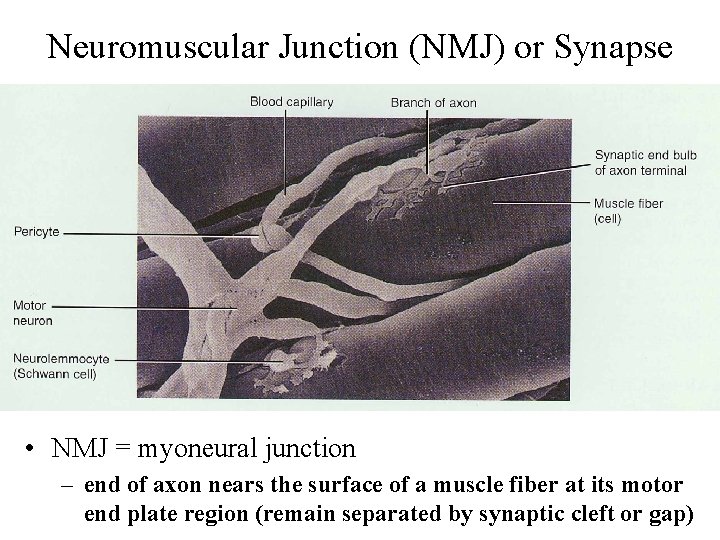 Neuromuscular Junction (NMJ) or Synapse • NMJ = myoneural junction – end of axon