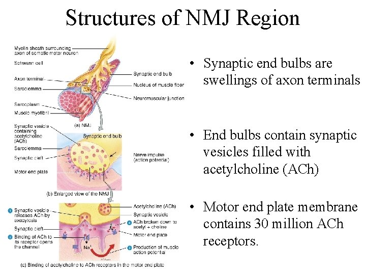 Structures of NMJ Region • Synaptic end bulbs are swellings of axon terminals •
