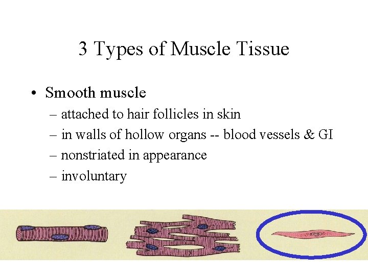 3 Types of Muscle Tissue • Smooth muscle – attached to hair follicles in