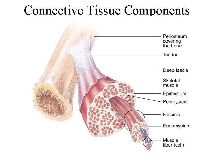 Connective Tissue Components 