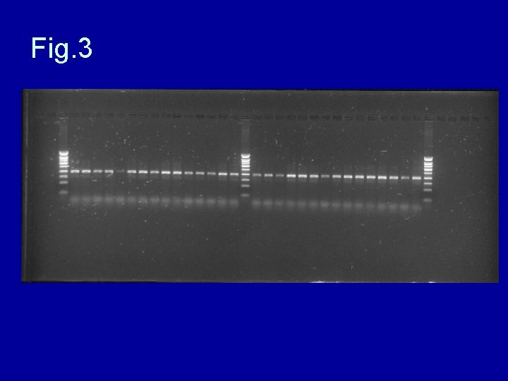 Fig. 3 Fig. 3