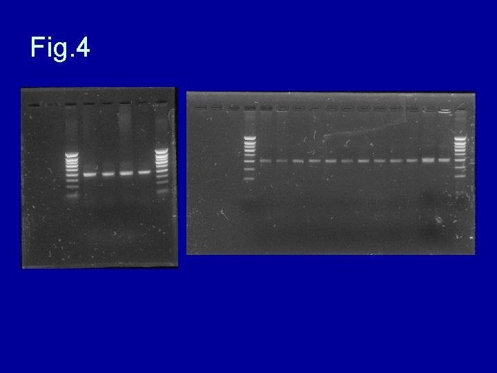 Fig. 4 Fig. 4