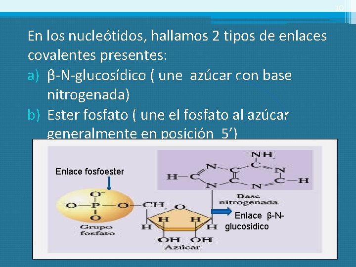 10 En los nucleótidos, hallamos 2 tipos de enlaces covalentes presentes: a) β-N-glucosídico (