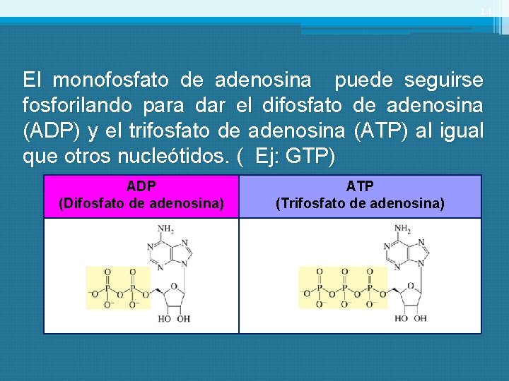 14 El monofosfato de adenosina puede seguirse fosforilando para dar el difosfato de adenosina