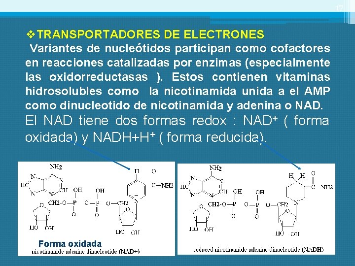 17 v. TRANSPORTADORES DE ELECTRONES Variantes de nucleótidos participan como cofactores en reacciones catalizadas