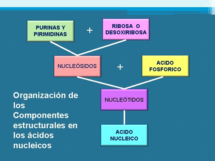 2 PURINAS Y PIRIMIDINAS + NUCLEÓSIDOS Organización de los Componentes estructurales en los ácidos