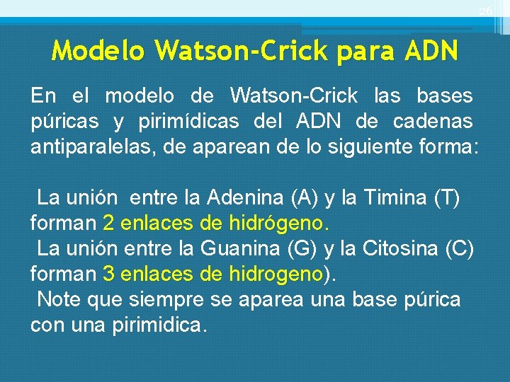 26 Modelo Watson-Crick para ADN En el modelo de Watson-Crick las bases púricas y