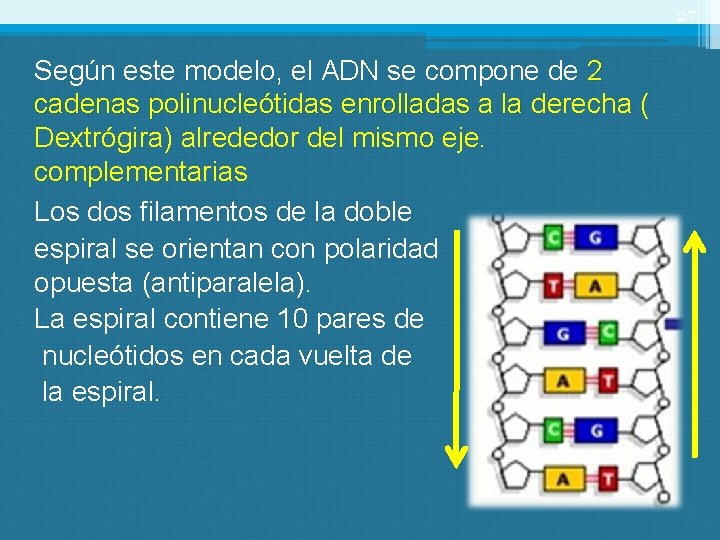 27 Según este modelo, el ADN se compone de 2 cadenas polinucleótidas enrolladas a