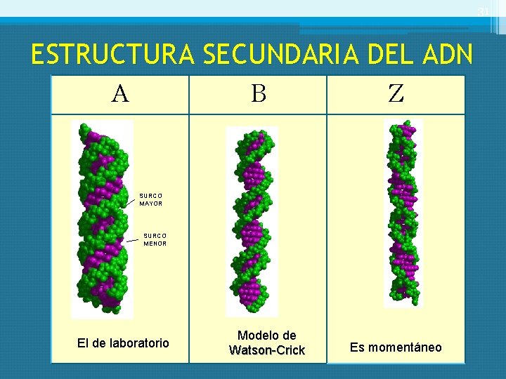 31 ESTRUCTURA SECUNDARIA DEL ADN A B Z SURCO MAYOR SURCO MENOR El de