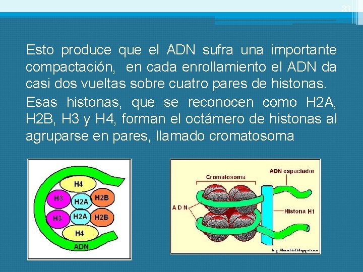33 Esto produce que el ADN sufra una importante compactación, en cada enrollamiento el