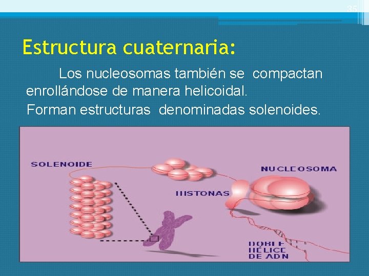 35 Estructura cuaternaria: Los nucleosomas también se compactan enrollándose de manera helicoidal. Forman estructuras