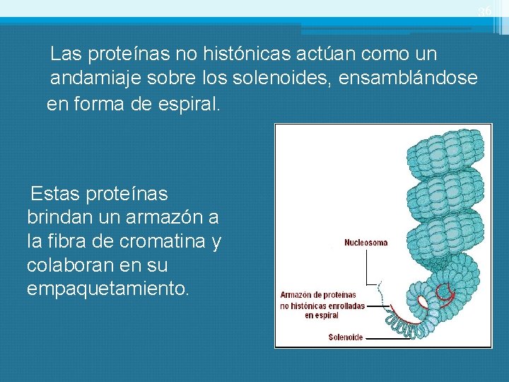 36 Las proteínas no histónicas actúan como un andamiaje sobre los solenoides, ensamblándose en