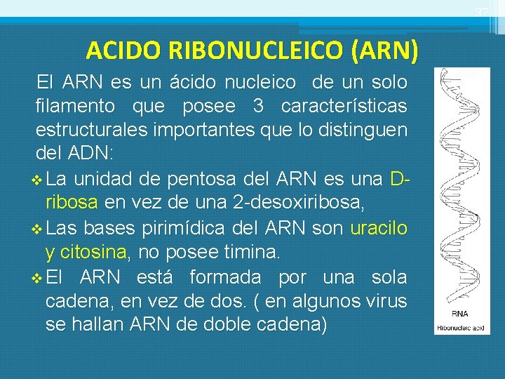 37 ACIDO RIBONUCLEICO (ARN) El ARN es un ácido nucleico de un solo filamento