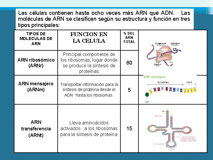 39 Las células contienen hasta ocho veces más ARN que ADN. Las moléculas de