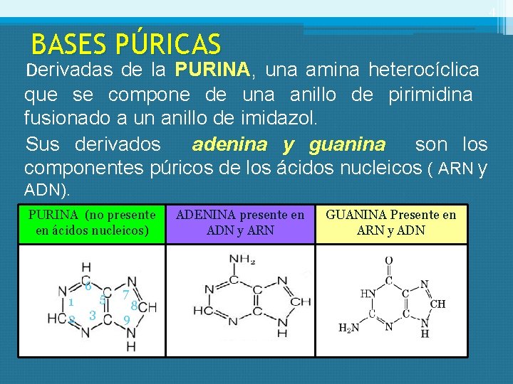 4 BASES PÚRICAS Derivadas de la PURINA, PURINA una amina heterocíclica que se compone