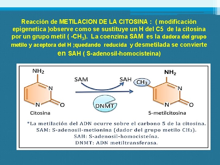 Reacción de METILACION DE LA CITOSINA : ( modificación epigenetica )observe como se sustituye