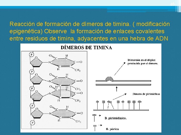 46 Reacción de formación de dímeros de timina. ( modificación epigenética) Observe la formación