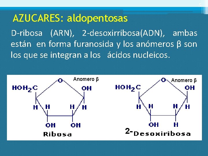 5 AZUCARES: aldopentosas D-ribosa (ARN), 2 -desoxirribosa(ADN), ambas están en forma furanosida y los