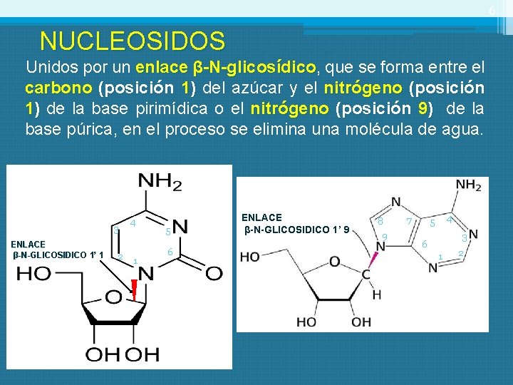 6 NUCLEOSIDOS Unidos por un enlace β-N-glicosídico, -N-glicosídico que se forma entre el carbono