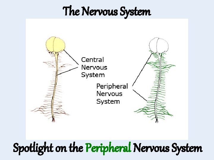 The Nervous System Spotlight on the Peripheral Nervous System 