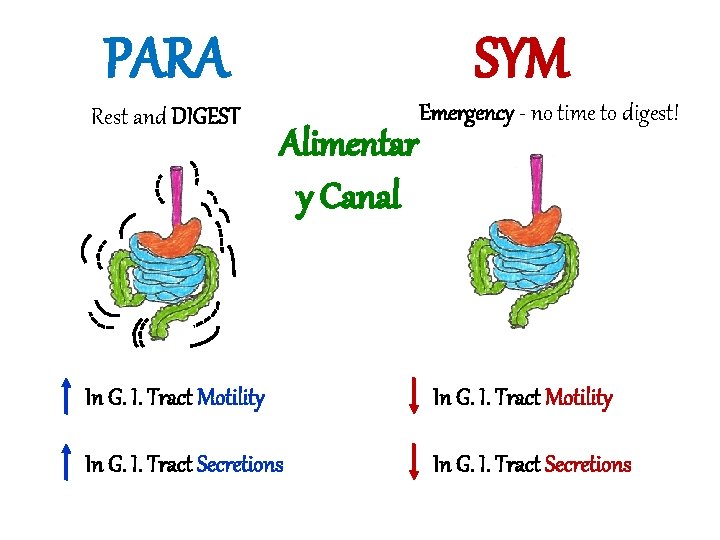 PARA Rest and DIGEST SYM Alimentar y Canal Emergency - no time to digest!