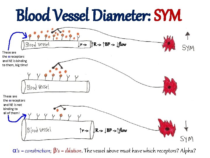 Blood Vessel Diameter: SYM ↓r -> ↑R -> ↑BP -> ↓flow These are the