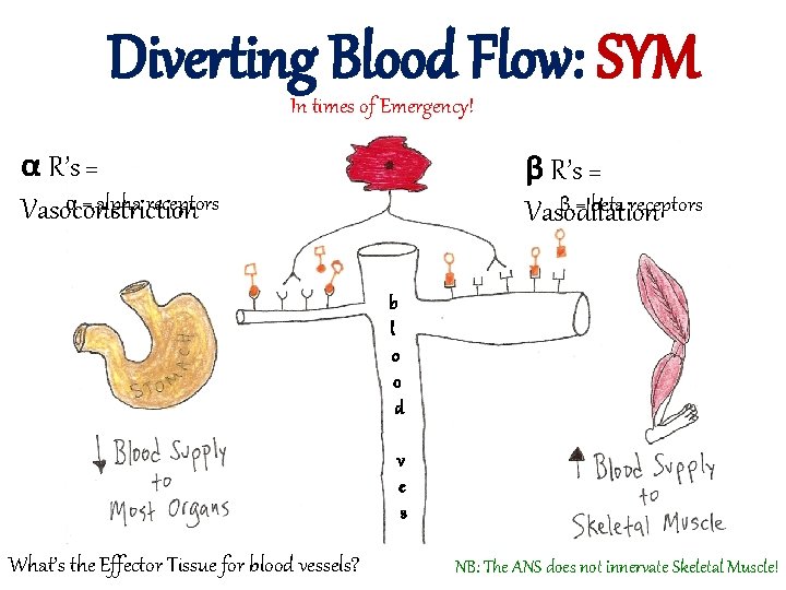 Diverting Blood Flow: SYM In times of Emergency! α R’s = α = alpha