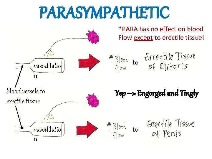 PARASYMPATHETIC *PARA has no effect on blood Flow except to erectile tissue! vasodilatio n