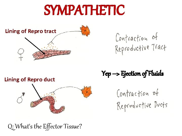 SYMPATHETIC Lining of Repro tract Lining of Repro duct Q: What’s the Effector Tissue?
